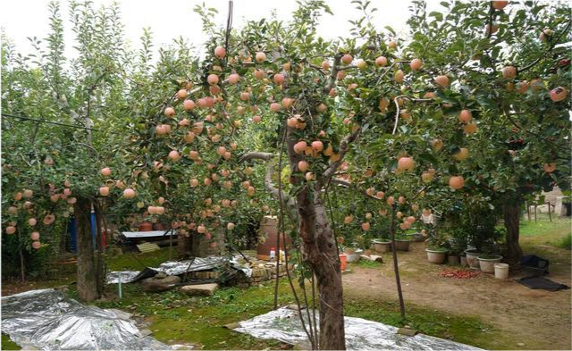 山西7旬老人给40年苹果树做"搭桥术",1棵树能卖1万元