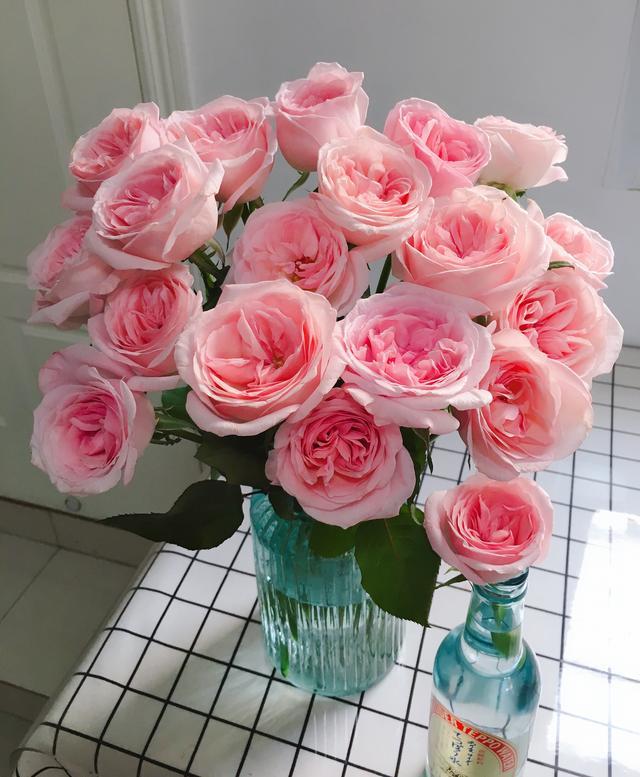 又美又香的切花玫瑰—"粉荔枝",是这个月季花品种,在家也能养
