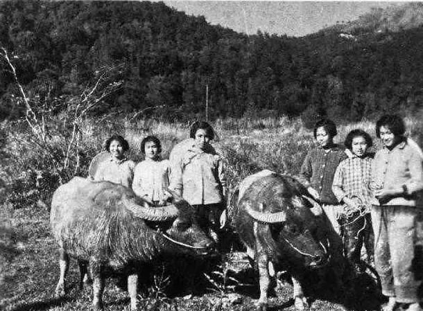 1970年代的农村生产队,几个年轻妇女们牵着耕田的老黄牛在田间地头