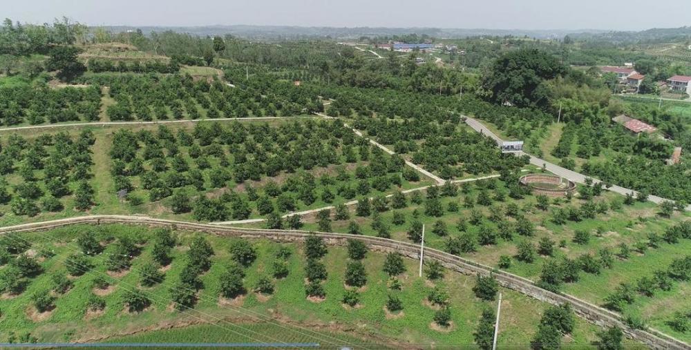 这几集的取景地正是银山镇万亩血橙示范片的核心区老场村.