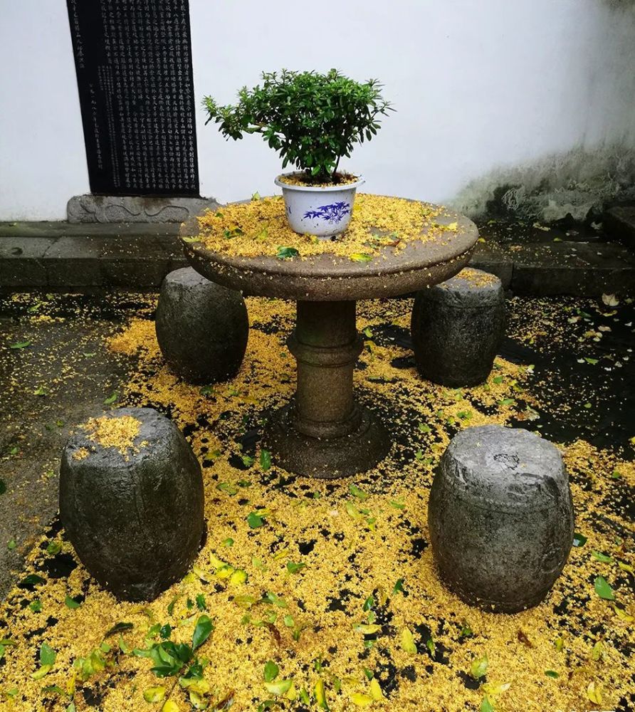 这棵40年树龄的桂花树显得高大很多