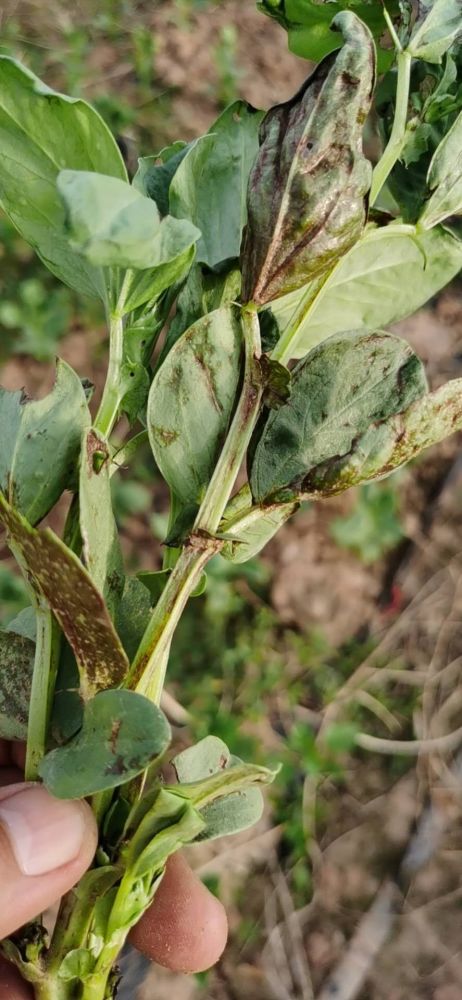 9月22日,云南昆明市的一位种植户朋友在农管家发布了一组蚕豆病害的