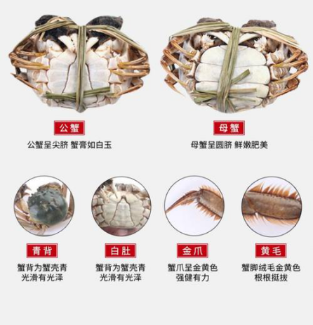 一,如何挑选大闸蟹?