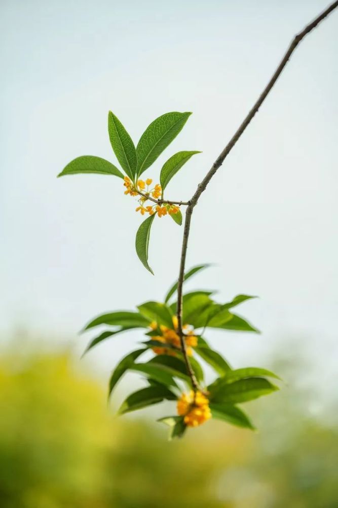 在古时,桂花的木质纹理似犀角,因此许它"木樨"之名.