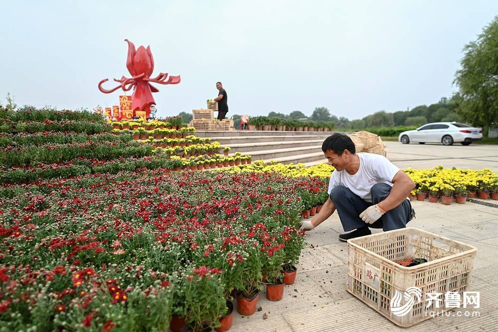 工人们正在花魂广场摆放菊花