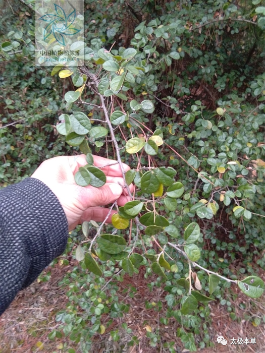 雀梅藤,见过吗?降气化痰;祛风利湿.主咳嗽,鹤膝风,水肿