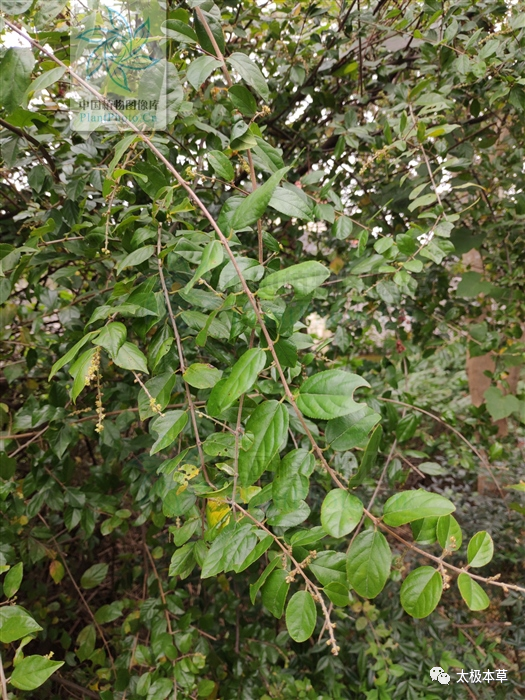 雀梅藤,见过吗?降气化痰;祛风利湿.主咳嗽,鹤膝风,水肿