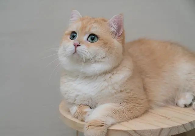 8000买了只金渐层猫咪到家后发现它有橘猫的血统