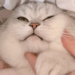 表情包:小猫咪表情,比心