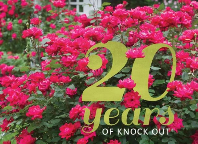 绝代佳人月季的诞生不平凡的20周年