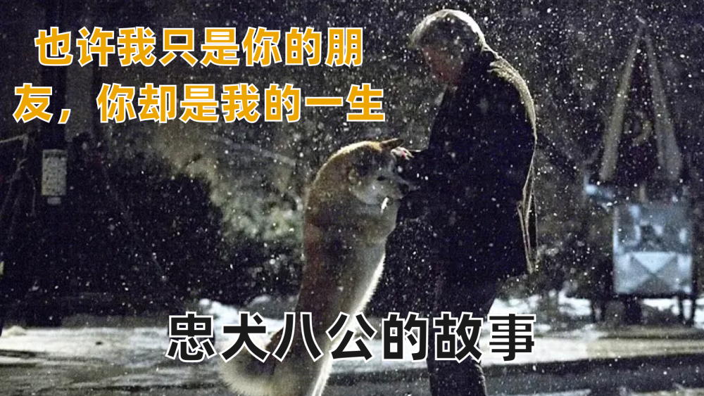 关于《忠犬八公》你不知道的事,最后他们相遇了吗?