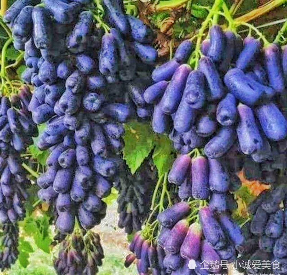 状若小手指,肉质脆嫩有嚼劲,这种葡萄你吃过吗?_腾讯新闻