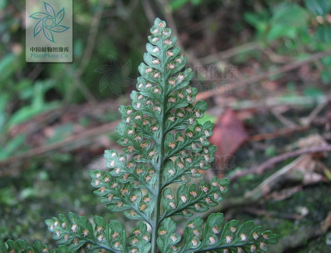 民间草药:飞线蜈蚣