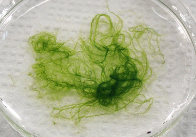 荒野维生野菜系列软丝藻