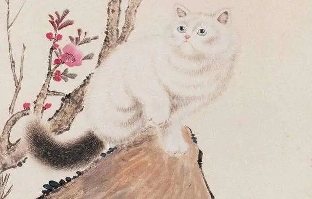 古代猫奴是怎样区分猫咪品种的呢?博大精深的中文,起名也富有诗意