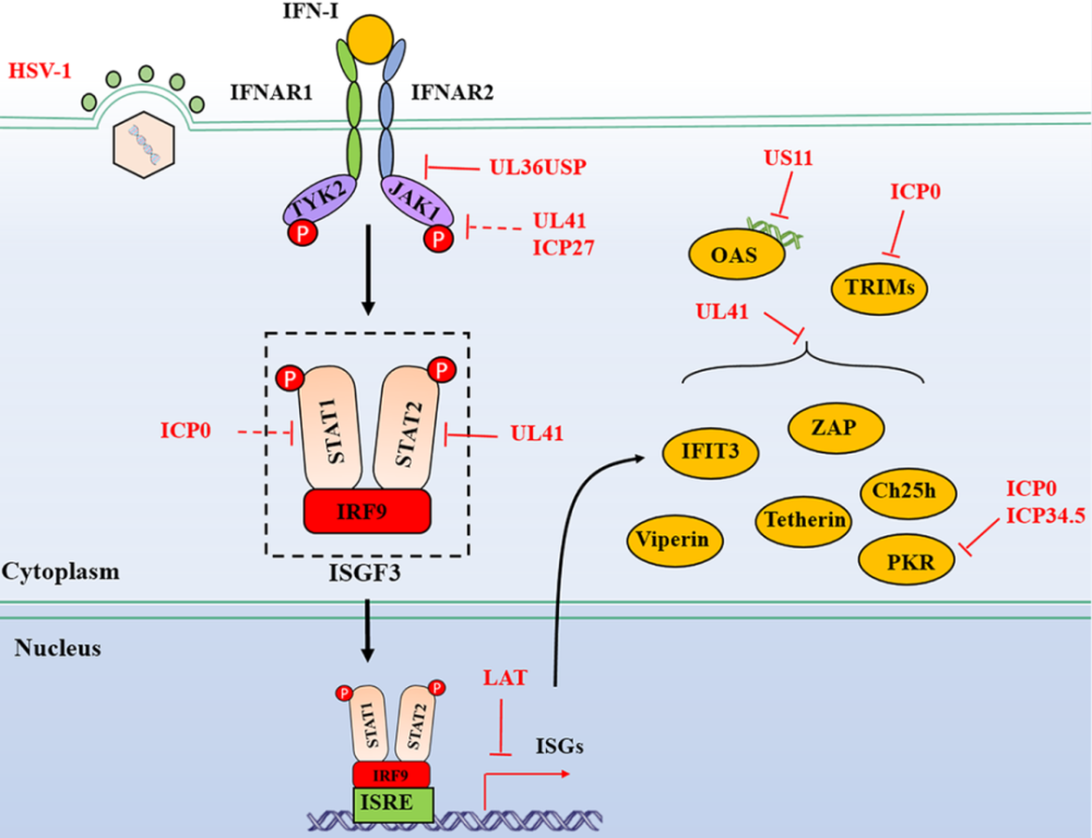 ifn-i介导的ifnar-jak-stat信号通路和其下游的isgs