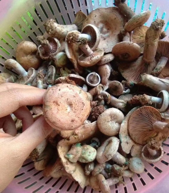 最近,不少宜丰人跑山里找这个"宝贝"!它现在可贵了