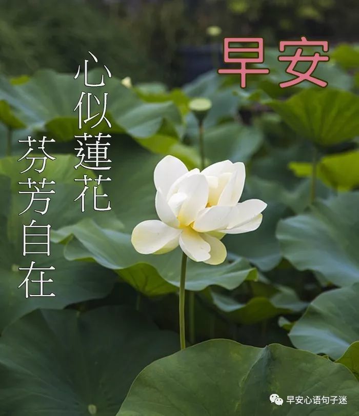 早晨问候语发微信的 早上问候语图片大全
