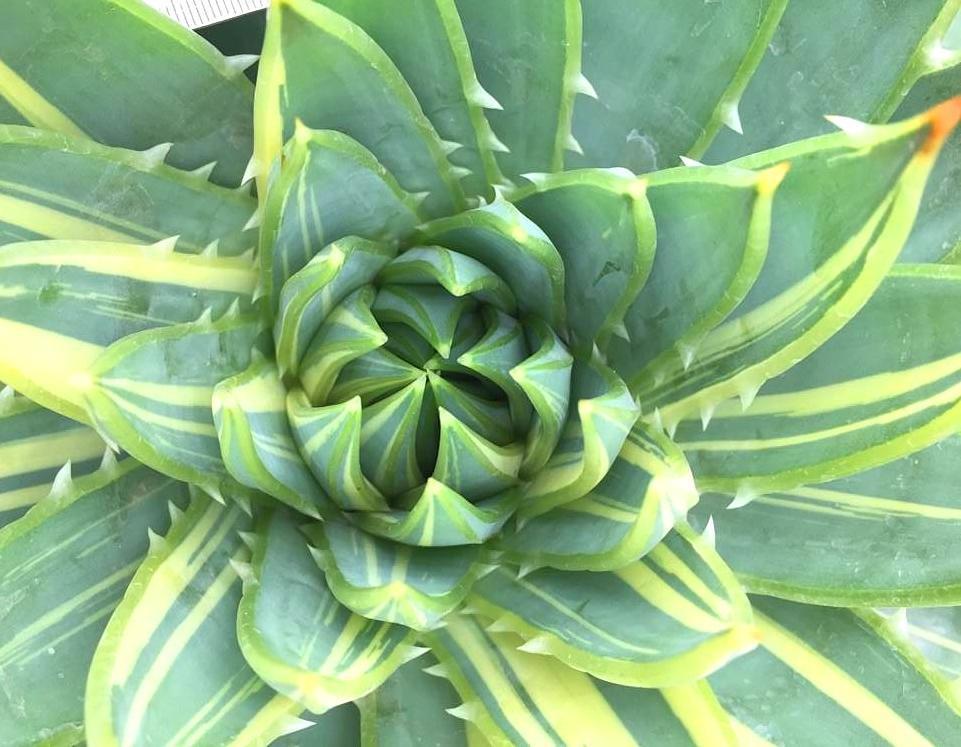 芦荟也有珍贵品种,听名字就很霸气,家养价值高