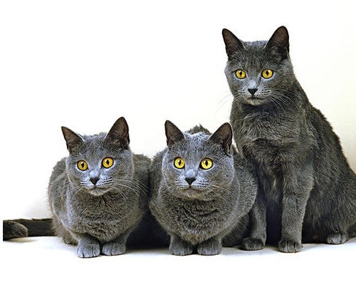 乖巧安静的卡特尔猫一旦调皮起来就是一个典型的搞怪表情包