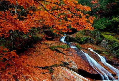 【最美秋景】踏寻红叶——巴中光雾山,米仓山两天半红叶彩林之旅