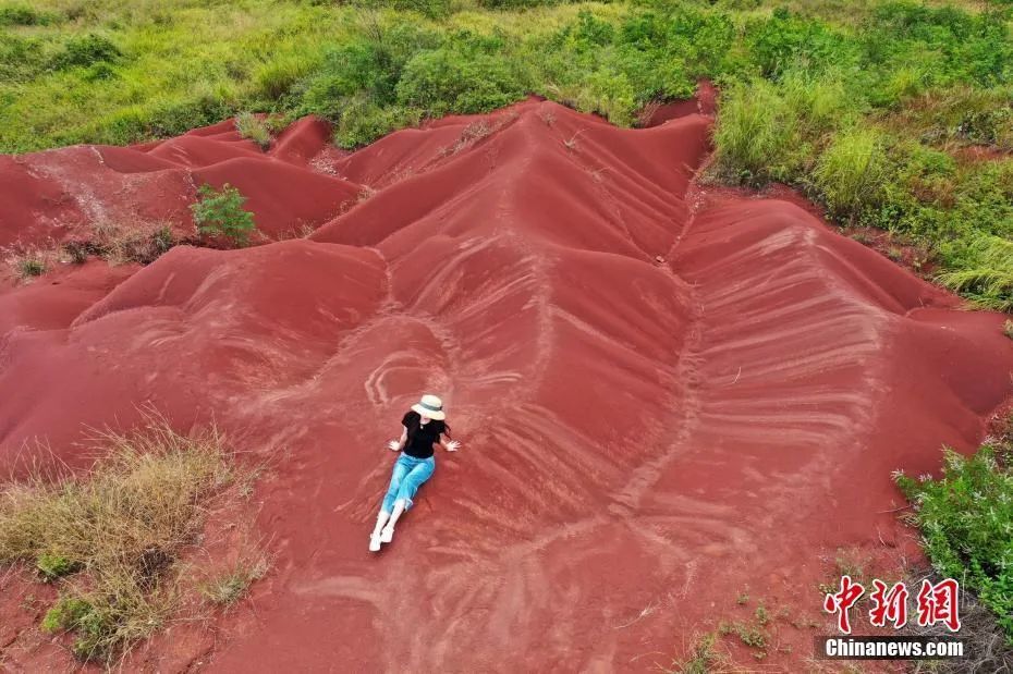 5只鹦鹉互教脏话骂游客，被隔离教育重新做“鸟”