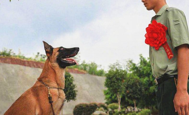老兵退伍时被军犬咬住行李,离别场面太伤感
