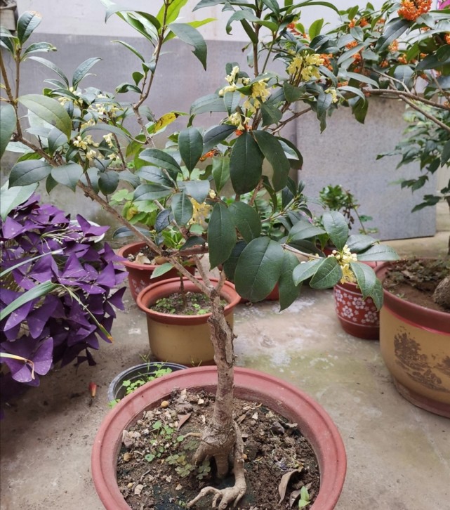 桂花开花期间,不能做4件事,不然容易引起落花落蕾