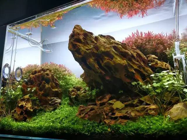 美国造景师shadowmac的松皮石水草造景作品