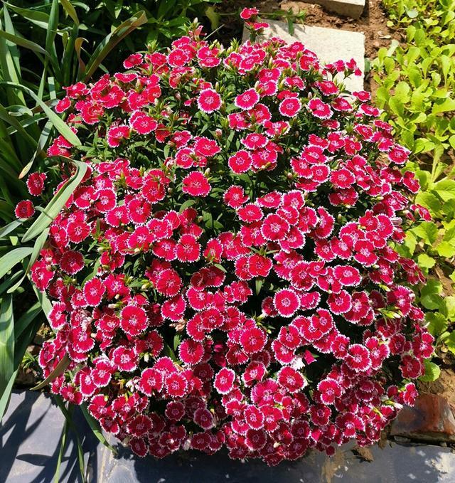 此种盆栽花卉,北方室外能过冬,南方四季都开花,院子都