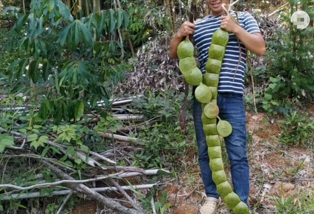 世界最大的豆子,别号"过江龙",常被做成辟邪饰品,我国