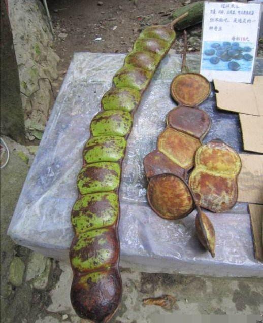 世界最大的豆子,别号"过江龙",常被做成辟邪饰品,我国
