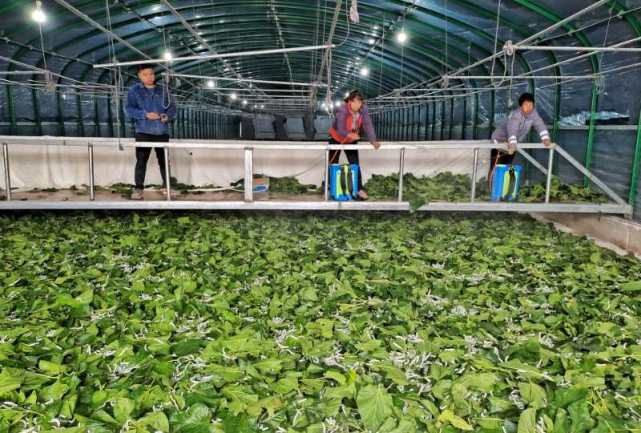 养蚕|汝州市焦村镇:“蚕宝宝”编织脱贫致富“新丝路”