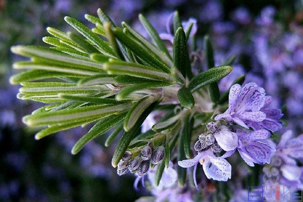 sbike动植物百科:世界十大名贵香料植物