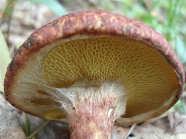 荒野维生野菜系列虎皮小牛肝菌