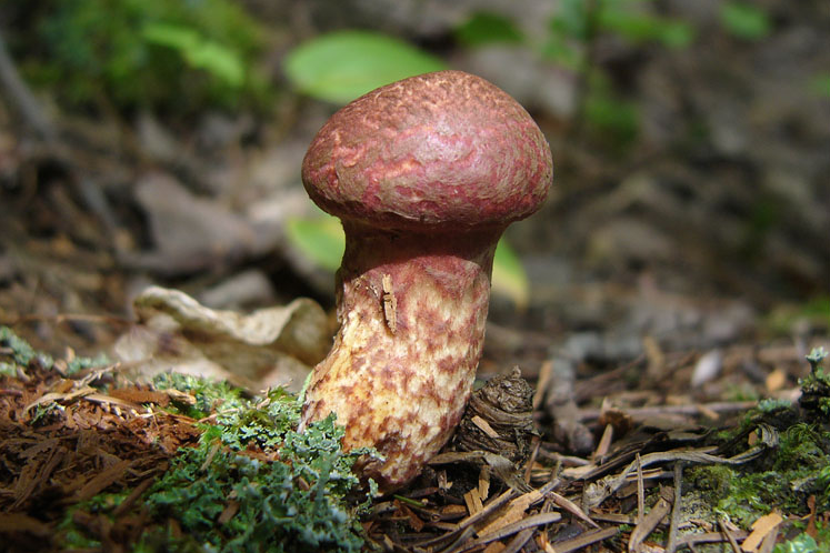 荒野维生野菜系列虎皮小牛肝菌