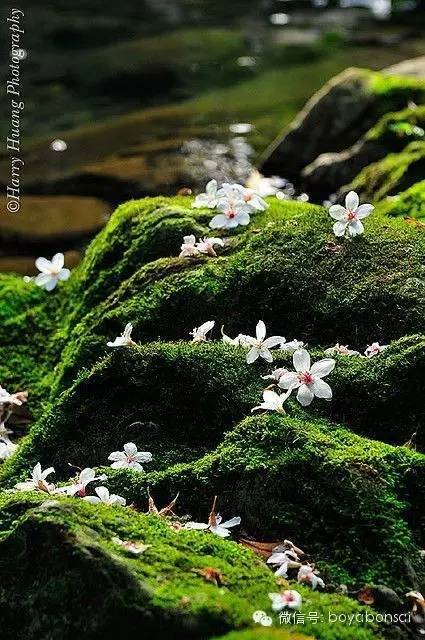 "坐看苍苔色,欲上人衣来"苔之韵