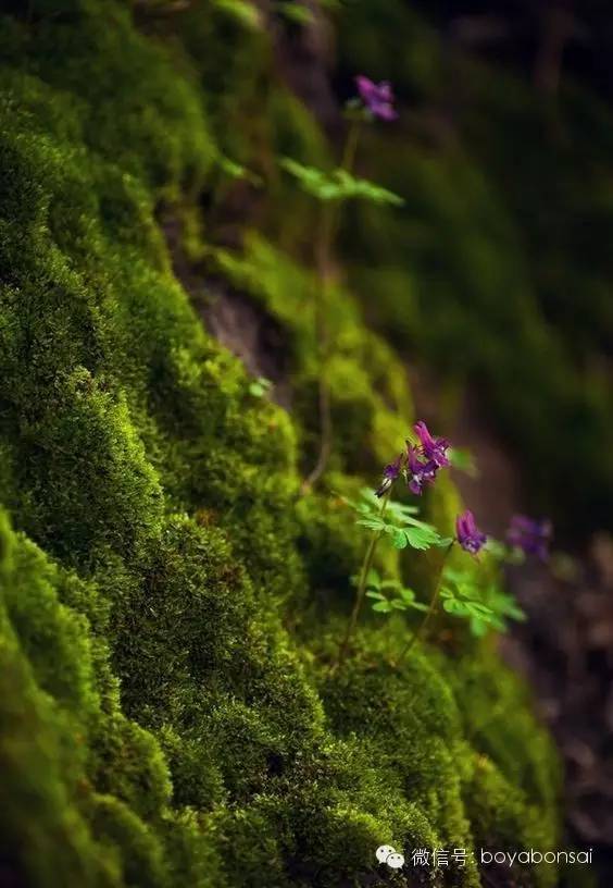 坐看苍苔色欲上人衣来苔之韵