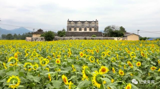 武宣县|李冠才|广西|来宾市|美丽田园