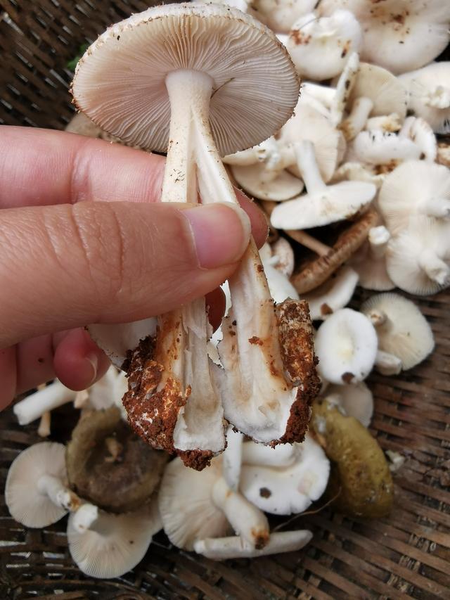 江西野生蘑菇太多啦,天天两大筐,毒蘑菇也不少!