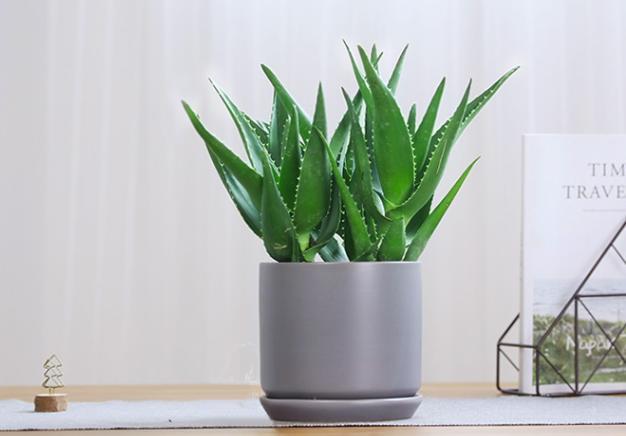 盆栽芦荟入秋后做好2件事,长势更快,侧芽冒的更多