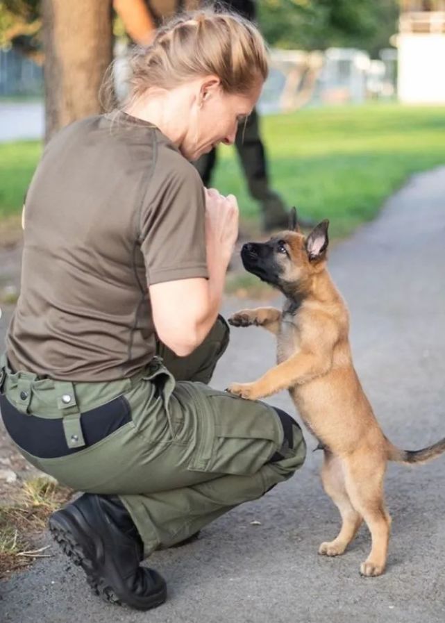 小警犬第一天训练照曝光……这气质也太帅了!