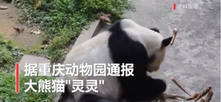 重庆动物园25岁大熊猫灵灵一月前因病去世,留下十几只