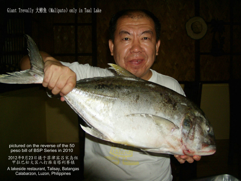 大鲹鱼只在塔尔湖产出.giant trevally lives only in taal lake.