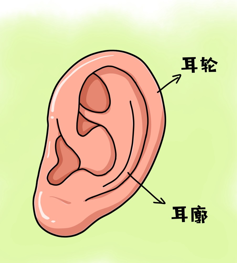 耳朵的外层叫『耳轮』,内层的软骨,叫『耳廓』,耳轮代表对别人的态度