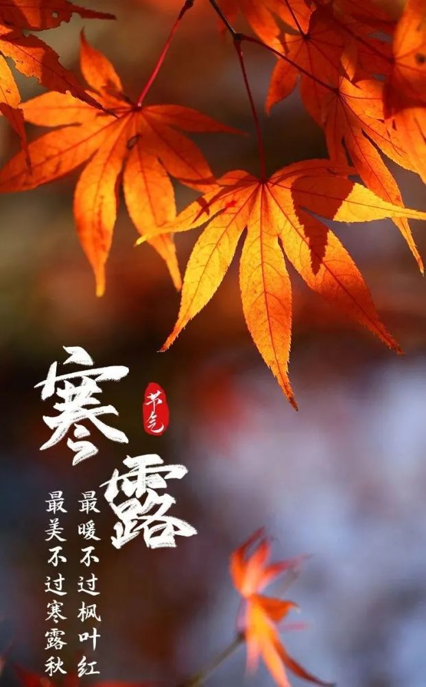 今日 寒露