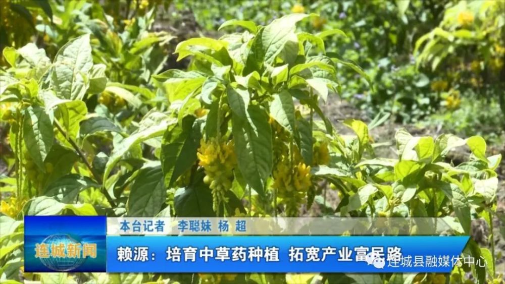 创新创业创造冠豸赖源培育中草药种植拓宽产业富民路