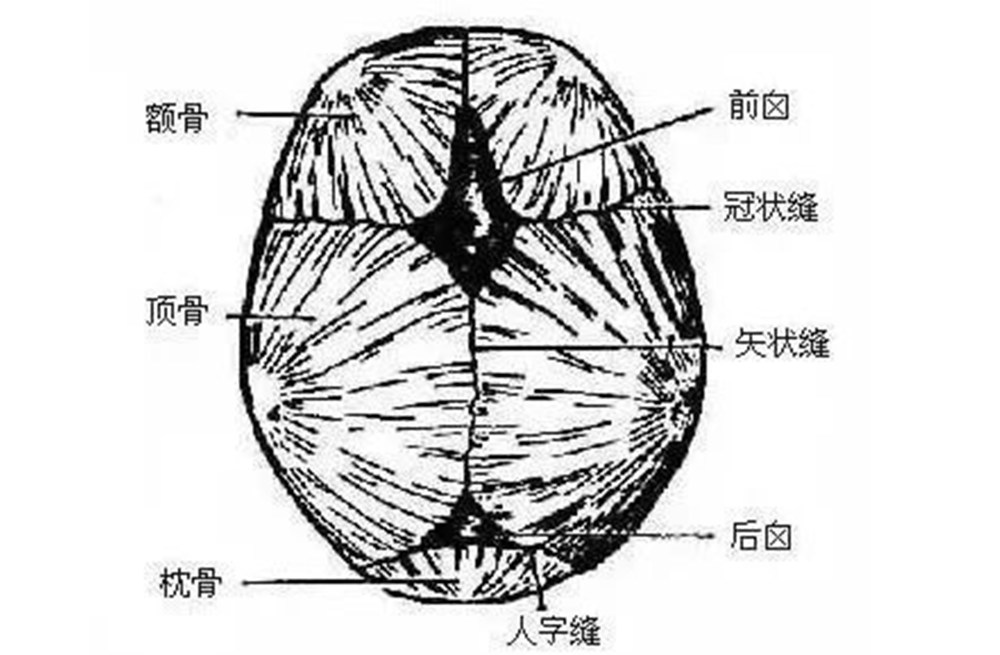 婴儿的囟门不能摸,摸了会"变哑,变傻"?医生:和你想的不一样