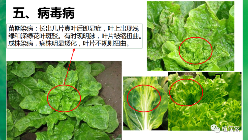 植保《叶菜常见病虫害高清图谱,青菜,油麦菜,生菜,白菜》 《10月份