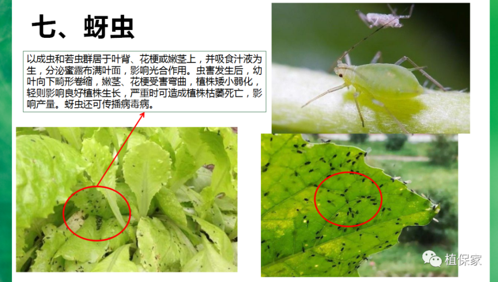 植保《叶菜常见病虫害高清图谱,青菜,油麦菜,生菜,白菜》 《10月份